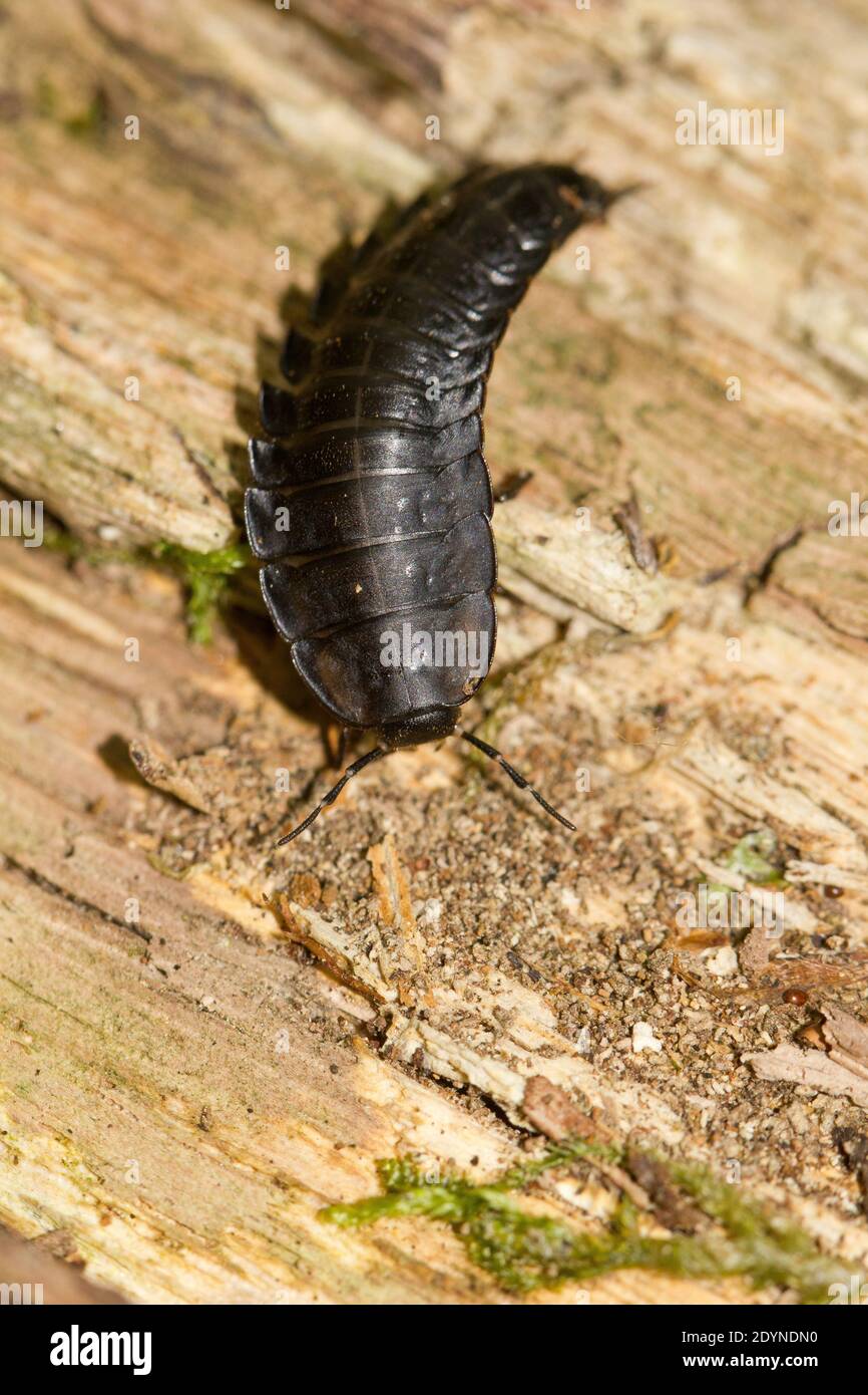 Larve von aas -Fotos und -Bildmaterial in hoher Auflösung – Alamy