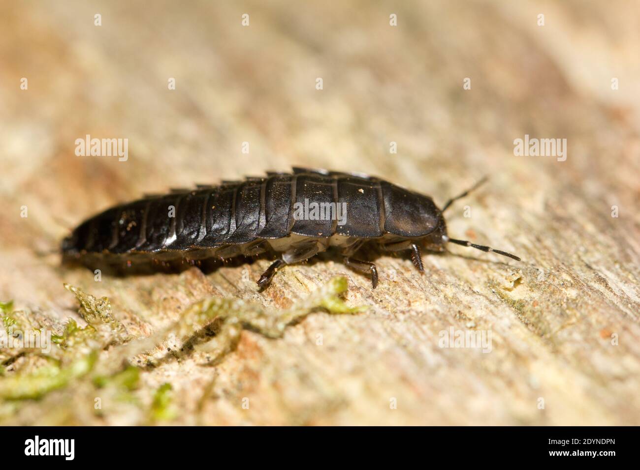 Larve von aas -Fotos und -Bildmaterial in hoher Auflösung – Alamy