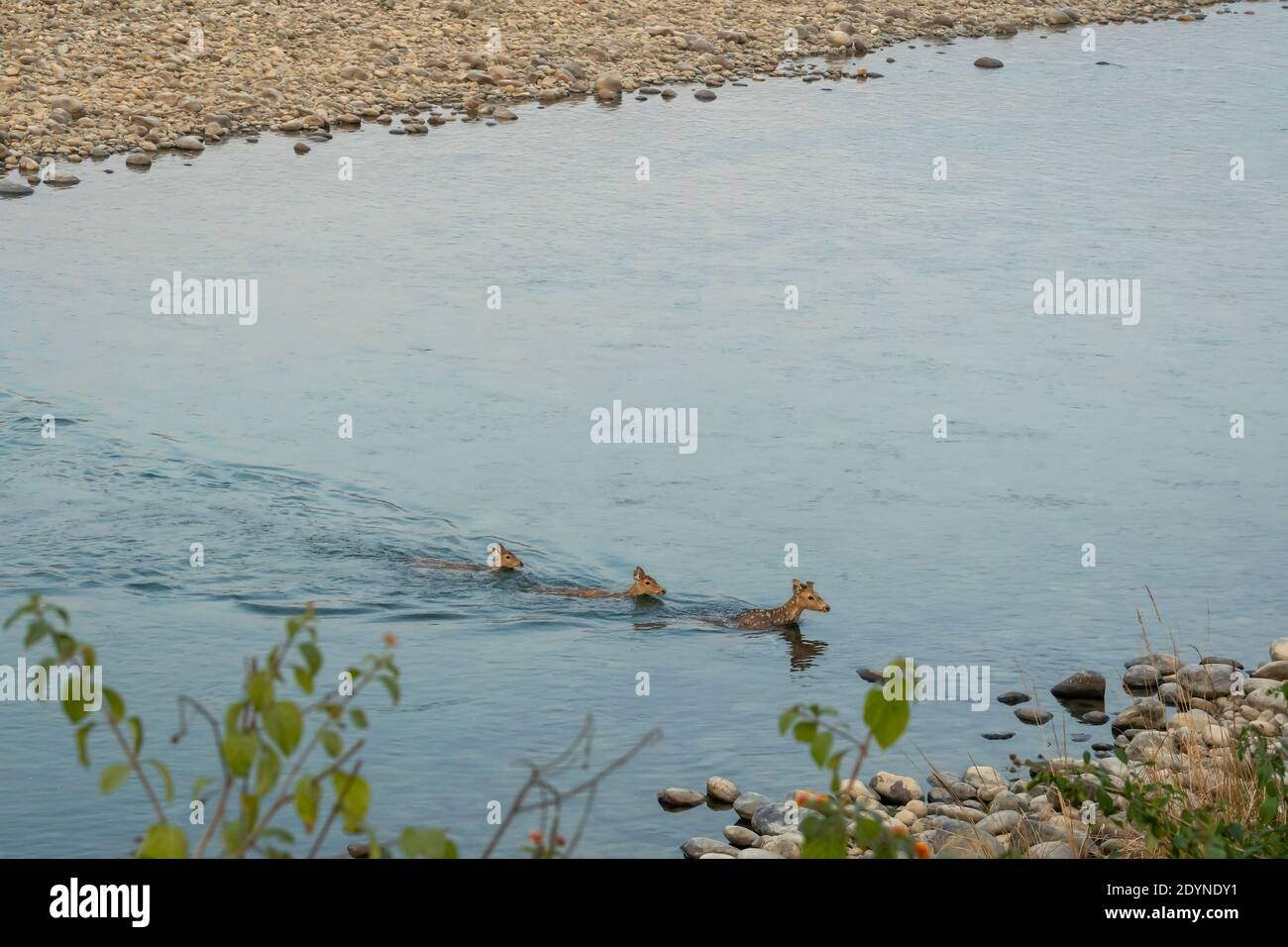 Gefleckte Hirsche oder Chital oder Achse Herde schwimmen in Wasser zum überqueren ramganga Fluss in dhikala Zone von jim corbett Nationalpark uttarakhand indien Stockfoto