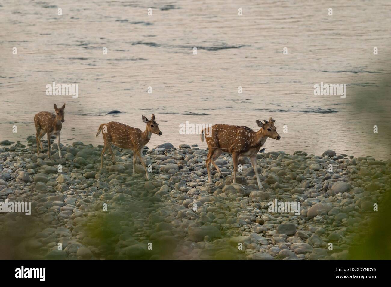 Gefleckte Hirsche oder Chital oder Achse Herde auf klein Steine und Felsen überqueren ramganga Fluss in dhikala Zone von jim corbett Nationalpark uttarakhand in Stockfoto