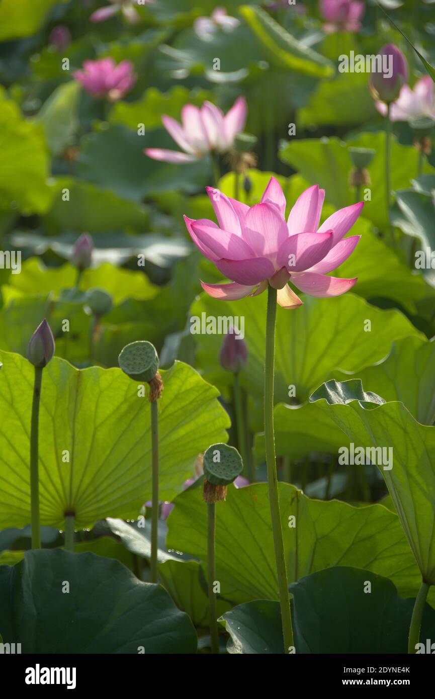 Nahaufnahme von blühenden rosa Lotusblumen, Lotuswurzeln und Blättern; schöner Teich im Sommer Stockfoto