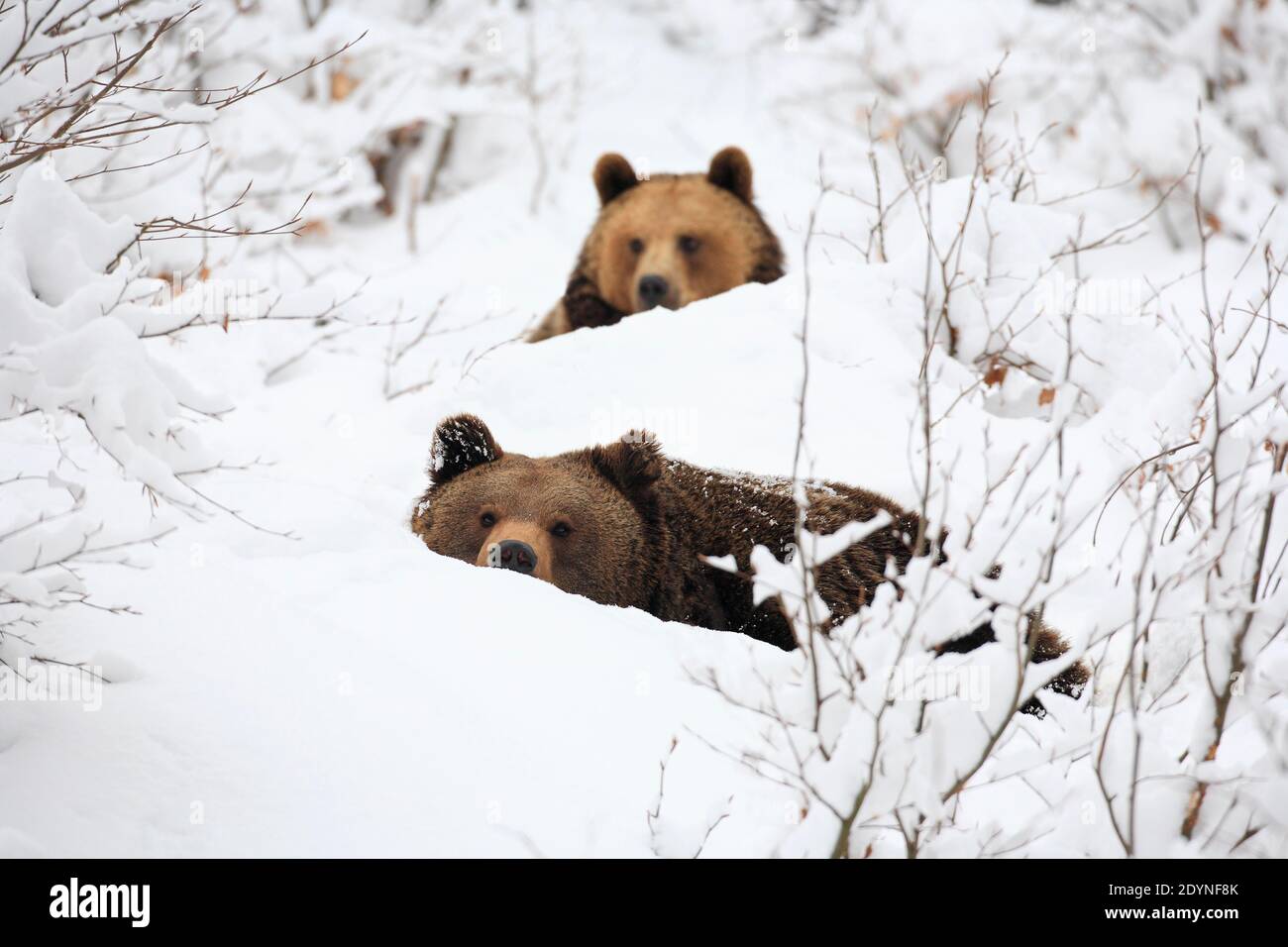 Europäische Braunbären im Schnee, Nationalpark Bayrischer Wald, Deutschland Stockfoto