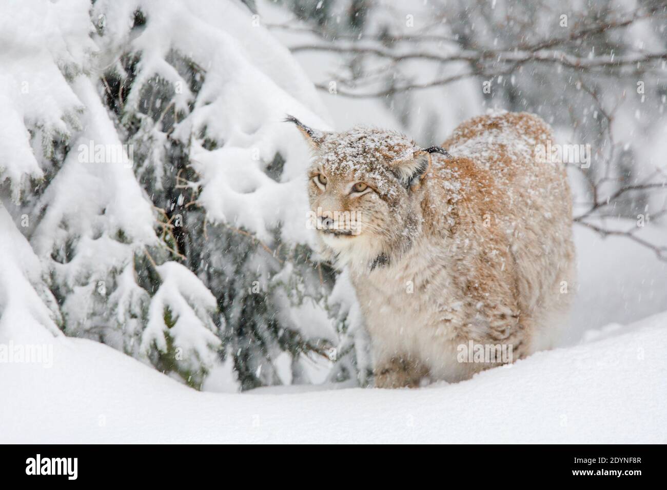 Luchs, Eurasischer Luchs, Eurasischer Luchs (Luchs), Europäischer Luchs, im Winter, Nationalpark Bayerischer Wald, Deutschland Stockfoto