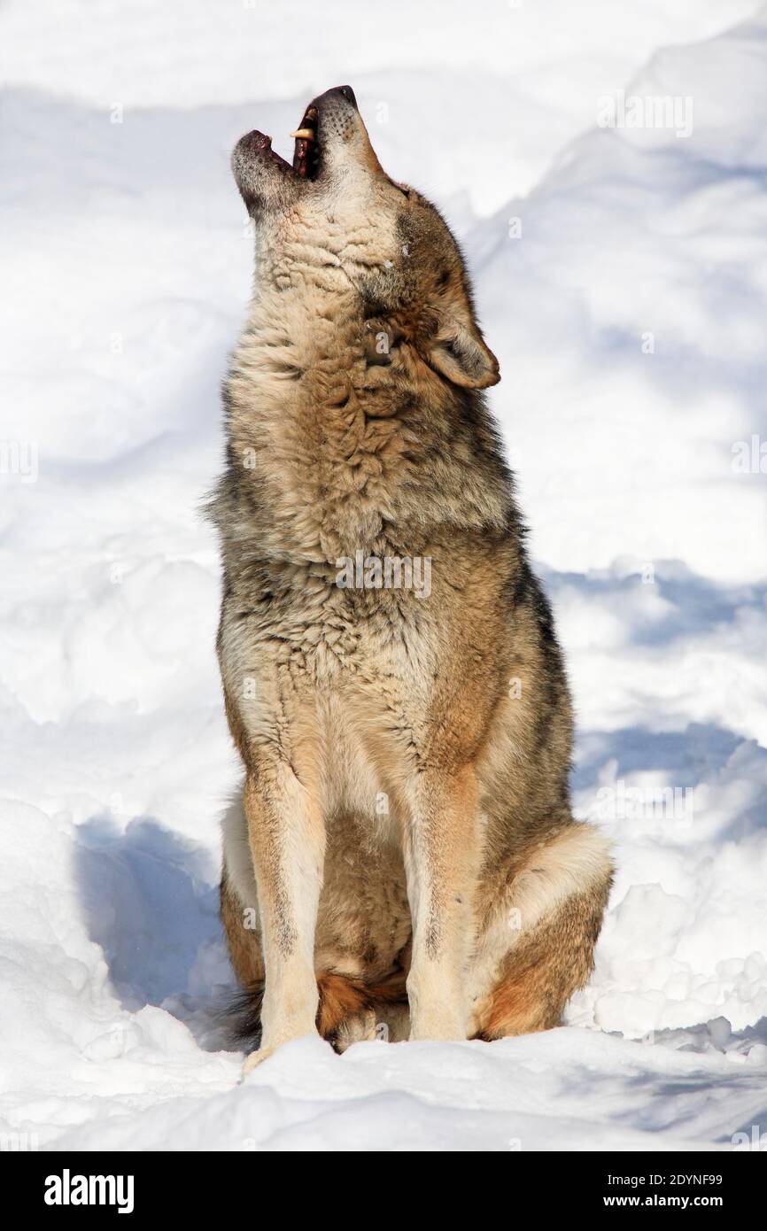Europäischer Wolf, Nationalpark Bayerischer Wald, Deutschland Stockfoto