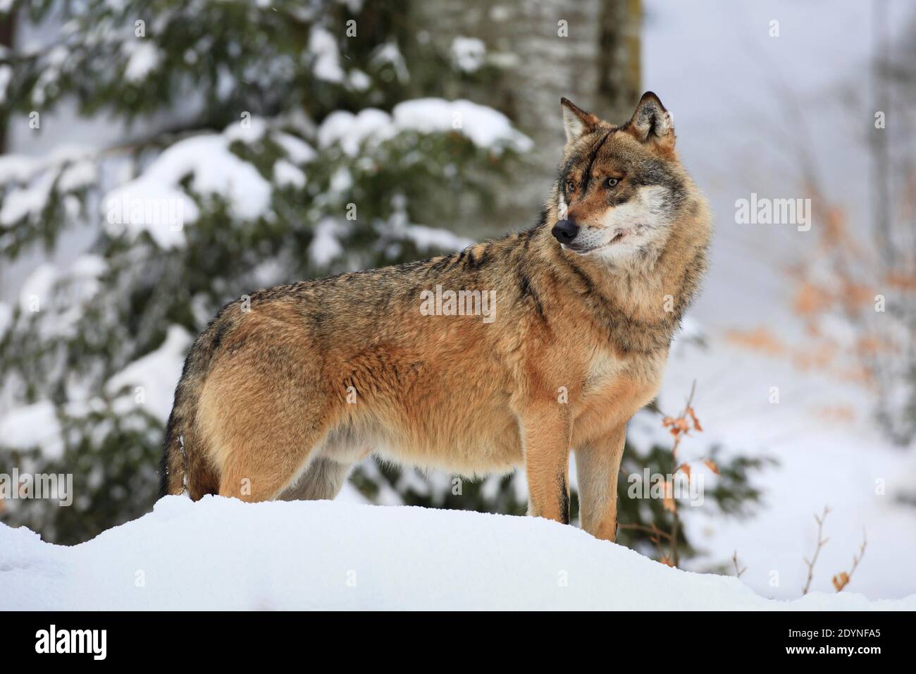 Europäischer Wolf, Nationalpark Bayerischer Wald, Deutschland Stockfoto