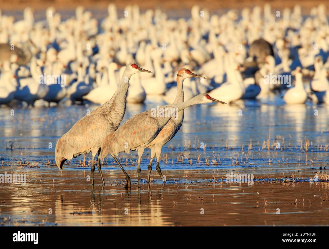 Kanada Kraniche stehen im Wasser, Bosque del Apache National Wildlife Refuge, New Mexico, USA Stockfoto