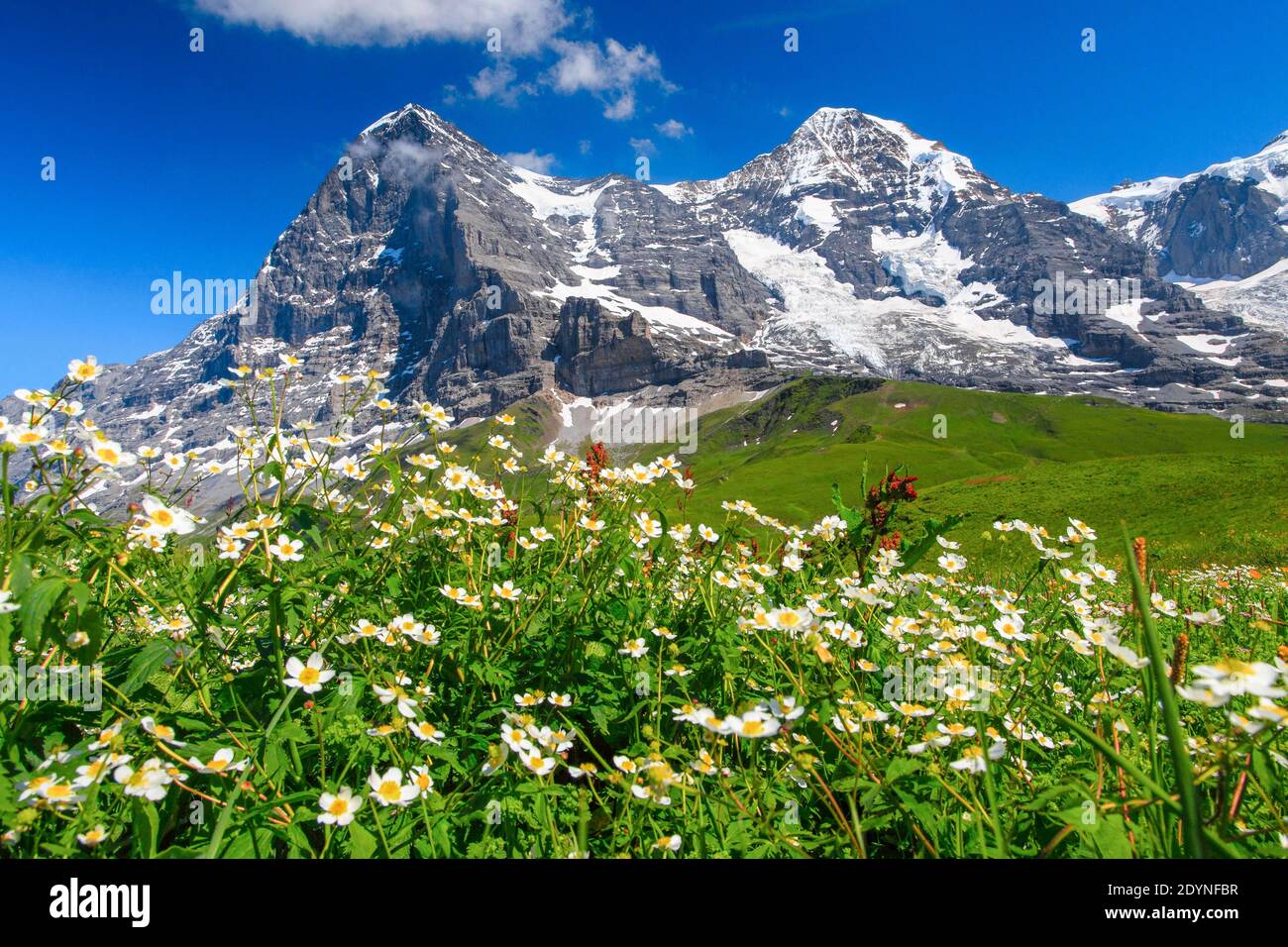 Eiger und Moench mit wolfsbane, Berner Oberland, Schweiz Stockfoto