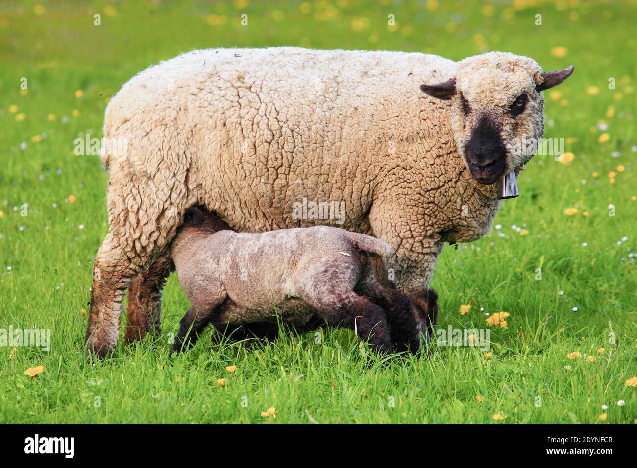 Braunkoaded Fleisch Schafe (Ovis ammon) widder, im Frühjahr, Schweiz Stockfoto