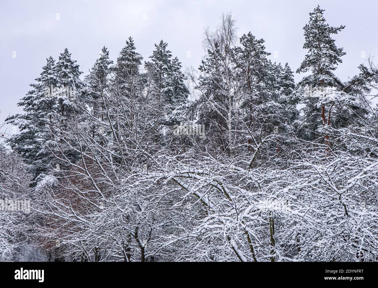 Schönen Winter Forest mit schneebedeckten Bäumen. А Menge dünnen Zweigen bedeckt mit weißen Schnee Stockfoto