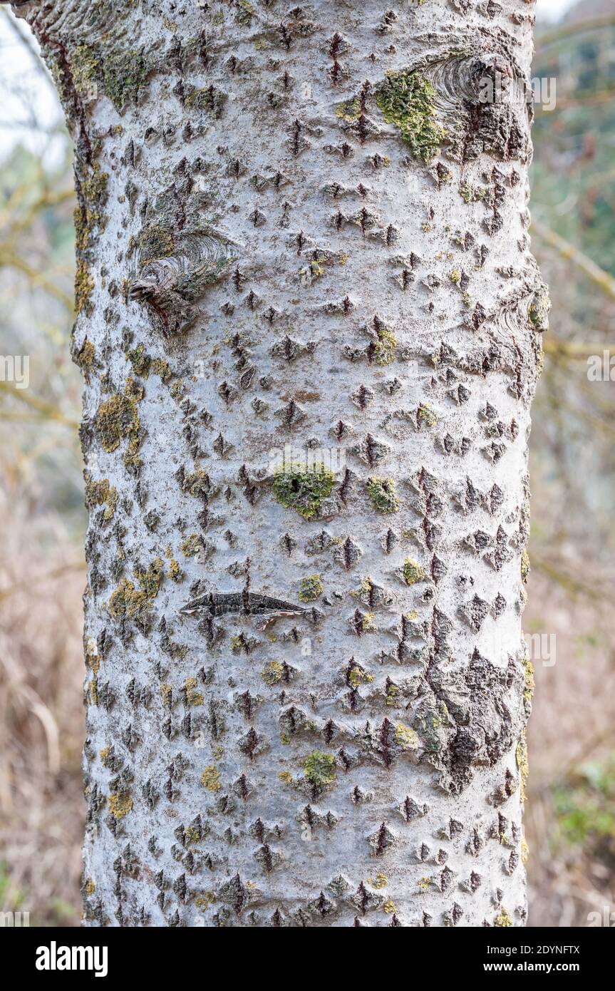 Baumrinde, Silberpappel, Populus alba, Rinde Stockfoto