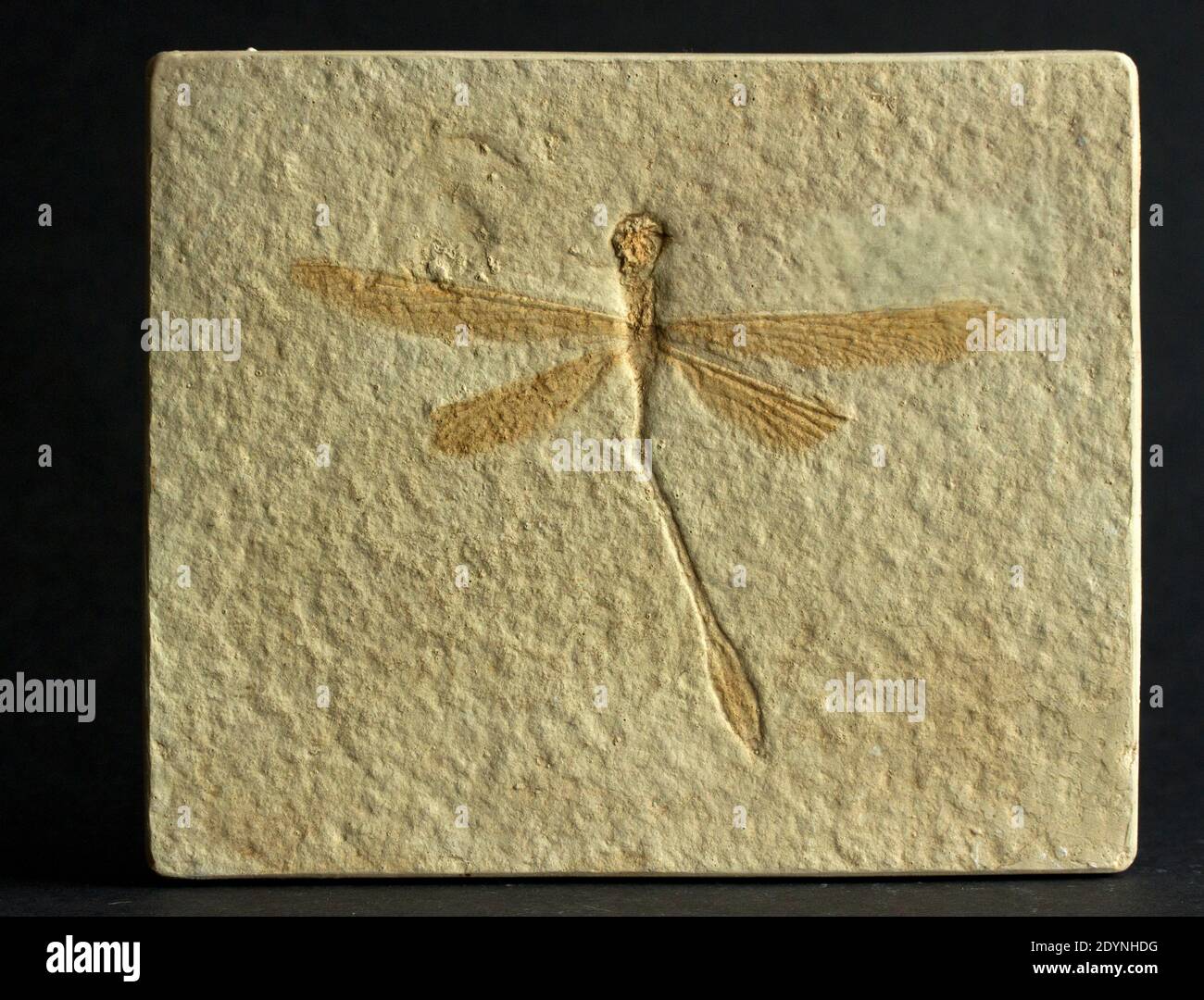 Die delikaten Fossilreste einer jurassischen Libelle (Stenophlebia aequalis) aus den Solenhofener Kalksteinen in Bayern Stockfoto