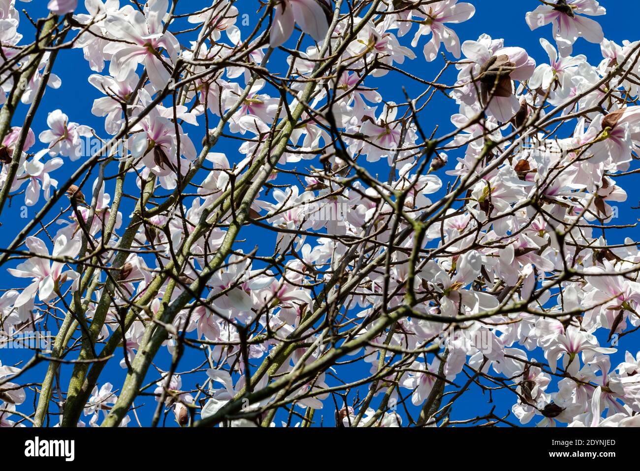 Weiße rosa Magnolie blüht blühend auf einem Frühlingsbaum Zweig in der Frühlingssaison mit einem blauen Himmel, der Ist allgemein bekannt als Weidenblatt Magnol Stockfoto