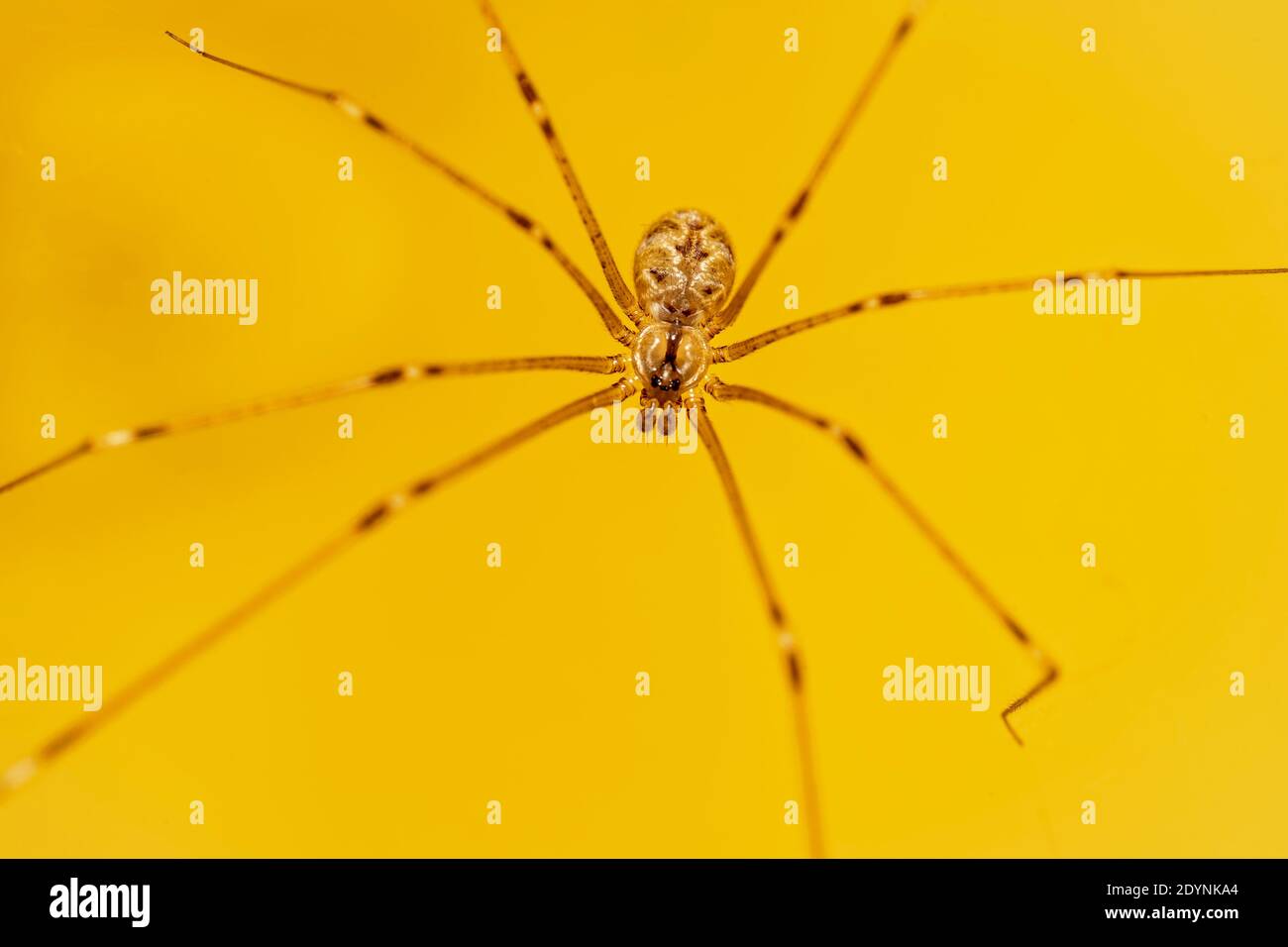 Makro-Foto einer Hausspinne auf gelbem Hintergrund Stockfoto