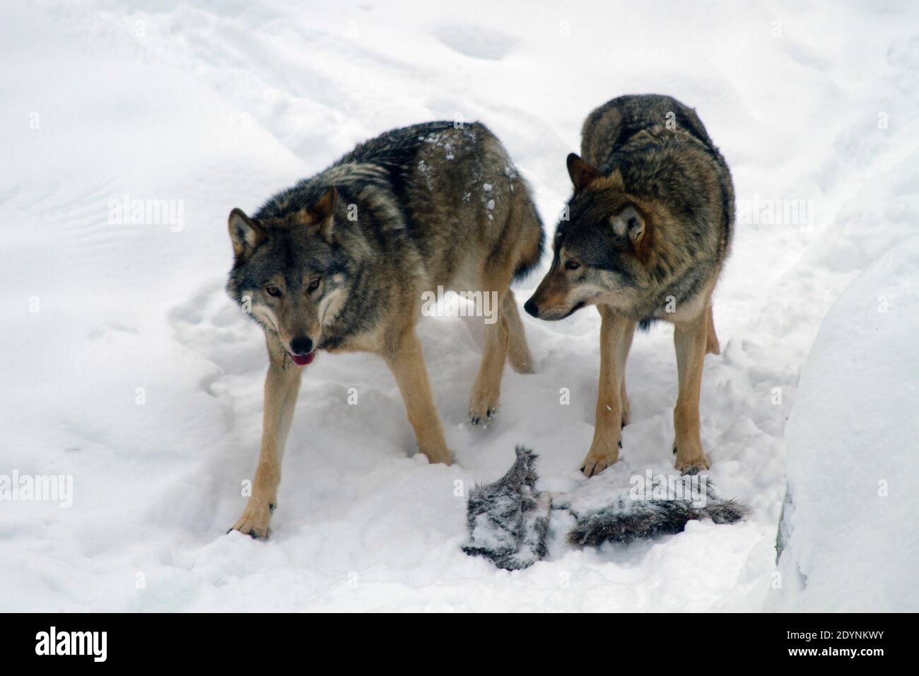 Ein Paar europäischer grauer Wölfe (Canis lupus), im Schnee, Finnland, Lappland Stockfoto