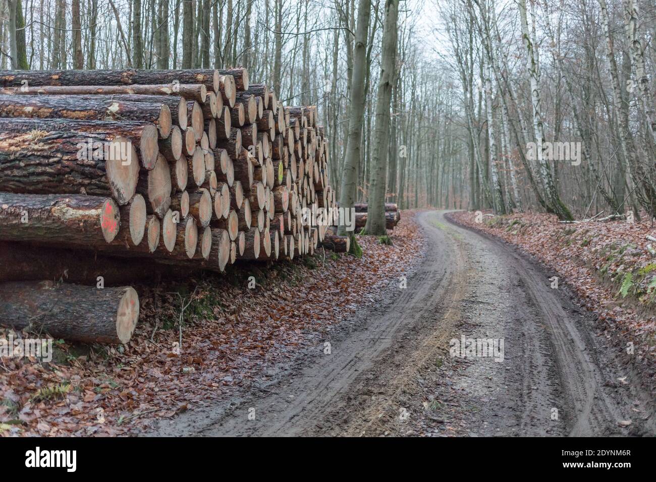 Holzstapel im Wald Stockfoto