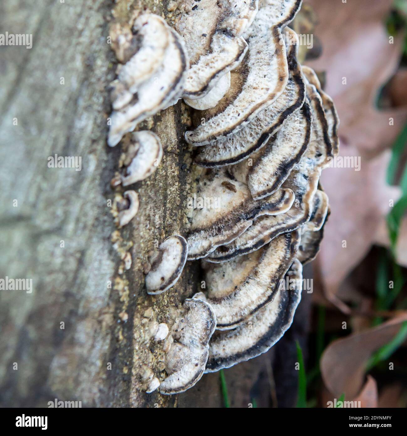 Pilze auf der Seite eines Baumstammes Stockfoto