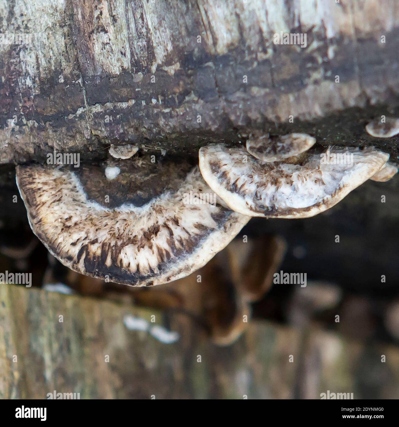 Pilze auf der Seite eines Baumstammes Stockfoto