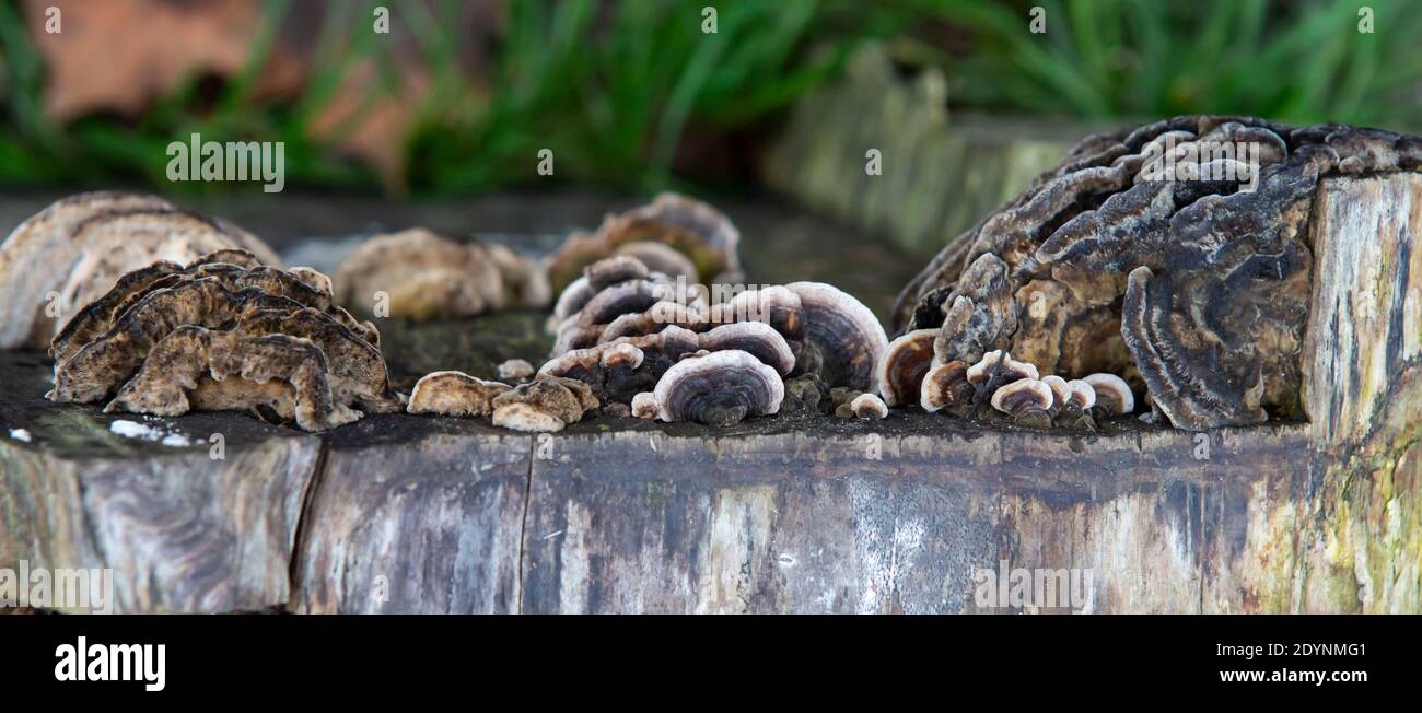 Pilze auf der Seite eines Baumstammes Stockfoto