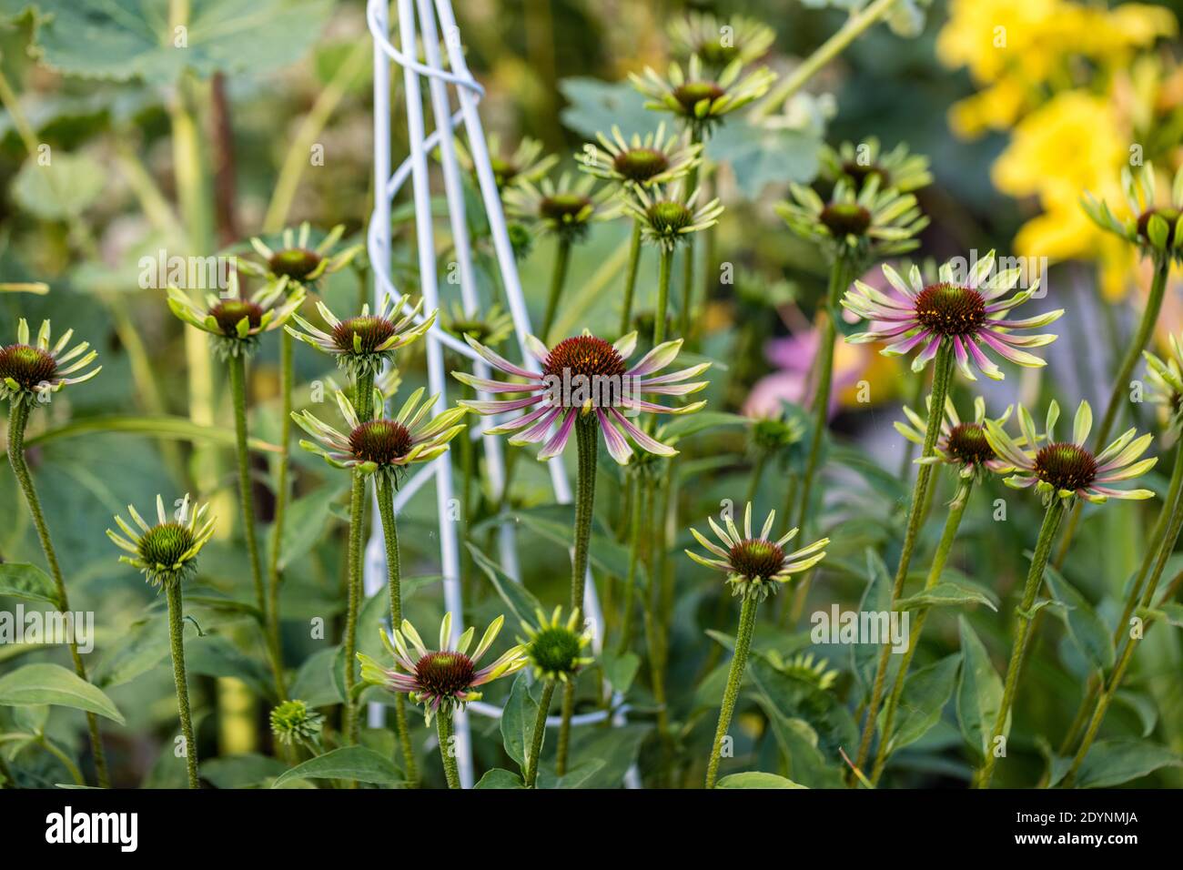 'Green Envy' Purple Coneflower, Röd Solhatt (Echinacea purpurea) Stockfoto