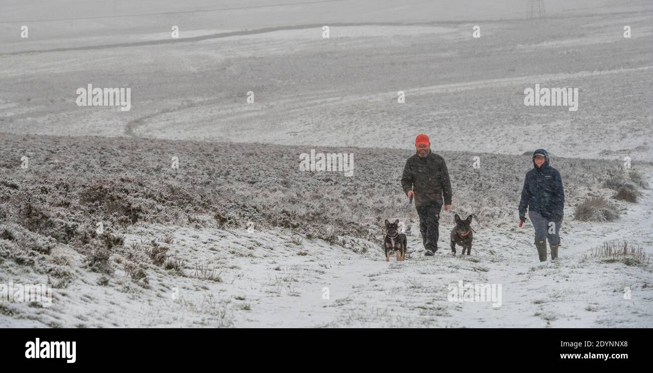 Dezember 2020. Wetter In Schottland. Lauder, Scottish Borders. Großbritannien EIN kalter und verschneit Start in den Tag in den schottischen Grenzen, mit einer Flut von Schnee und kalten frostigen Bedingungen heute. Hundebesitzer machen einen morgendlichen Spaziergang im Schnee mit ihren französischen Bulldoggen. Foto Phil Wilkinson / Alamy Live News Stockfoto