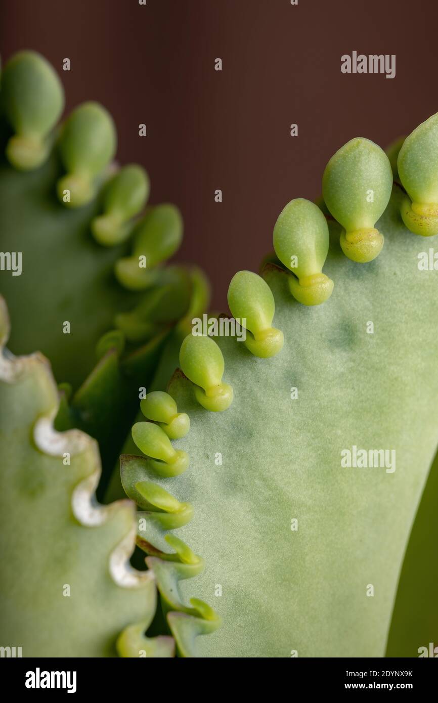 Details der Blätter einer krampfartigen Pflanze der Art Kalanchoe laetivirens Stockfoto