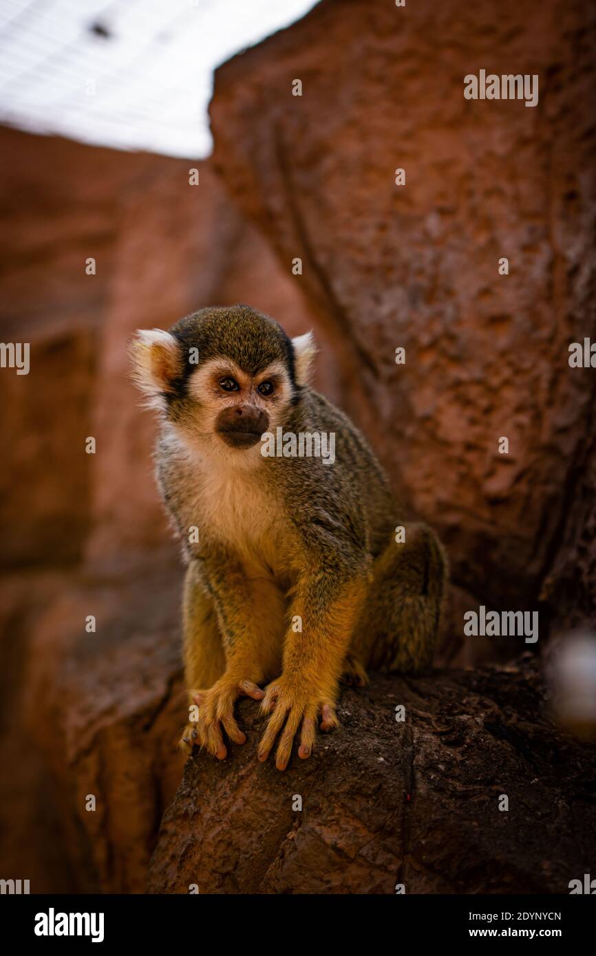 Niedliche Eichhörnchen Affen Saimiri auf Baum mit orangefarbenem Hintergrund Stockfoto