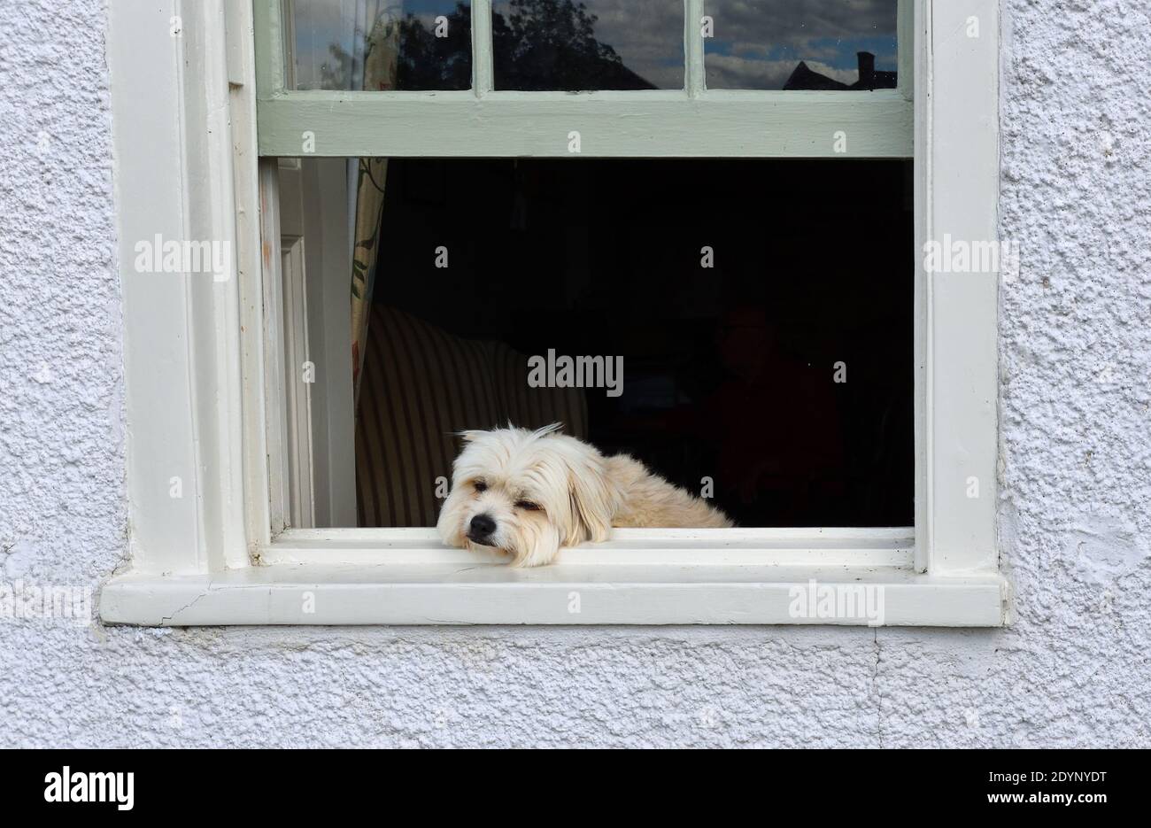 Kleiner verschlafener weißer Hund, der auf dem Fenster ruht und nach draußen blickt. Stockfoto