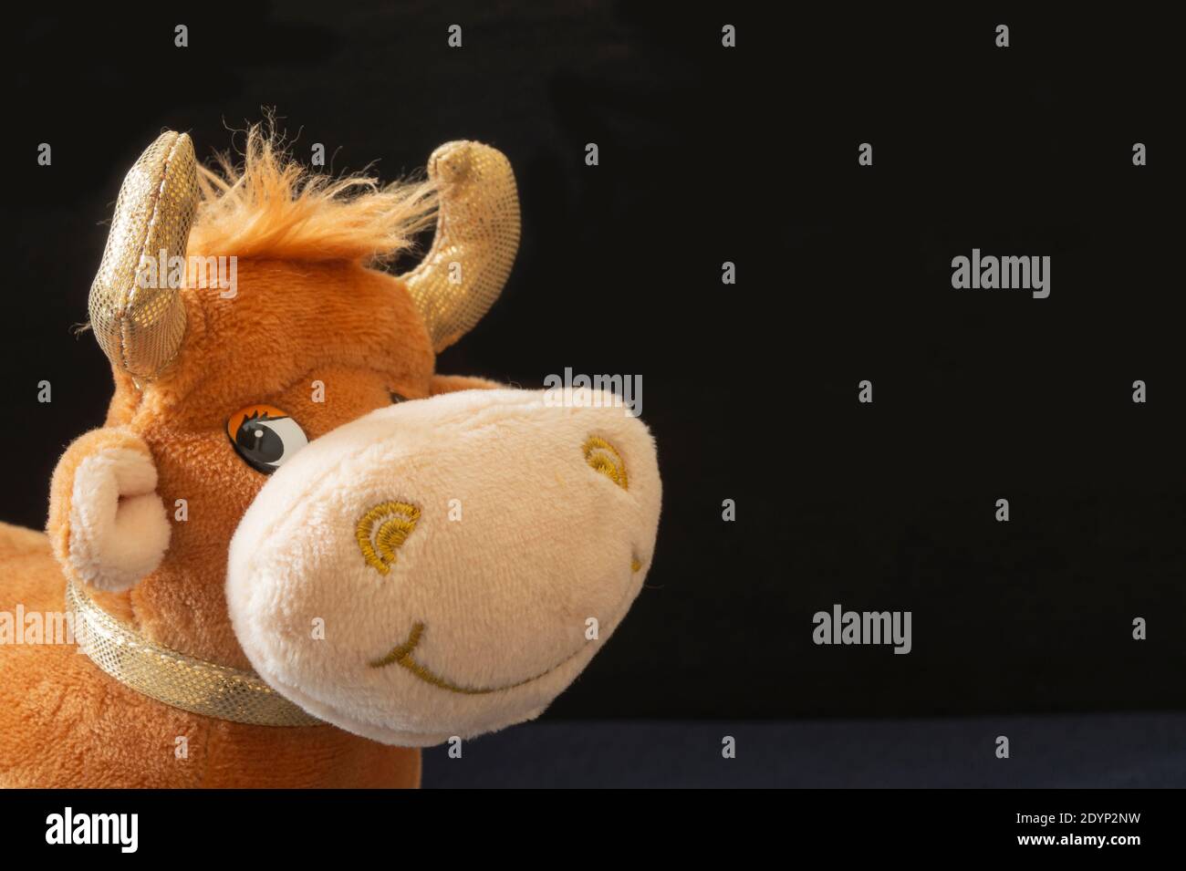 Der Kopf des weichen Spielzeugs der Ochsen auf schwarzem Hintergrund. Symbol des Jahres Nahaufnahme Stockfoto