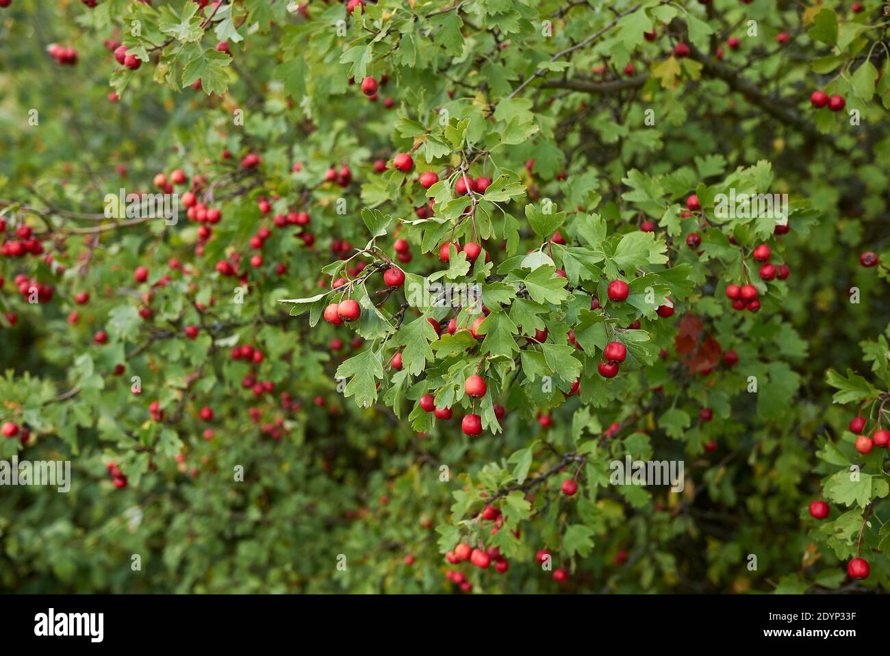 Crataegus monogyna Zweig mit roten Früchten Stockfoto