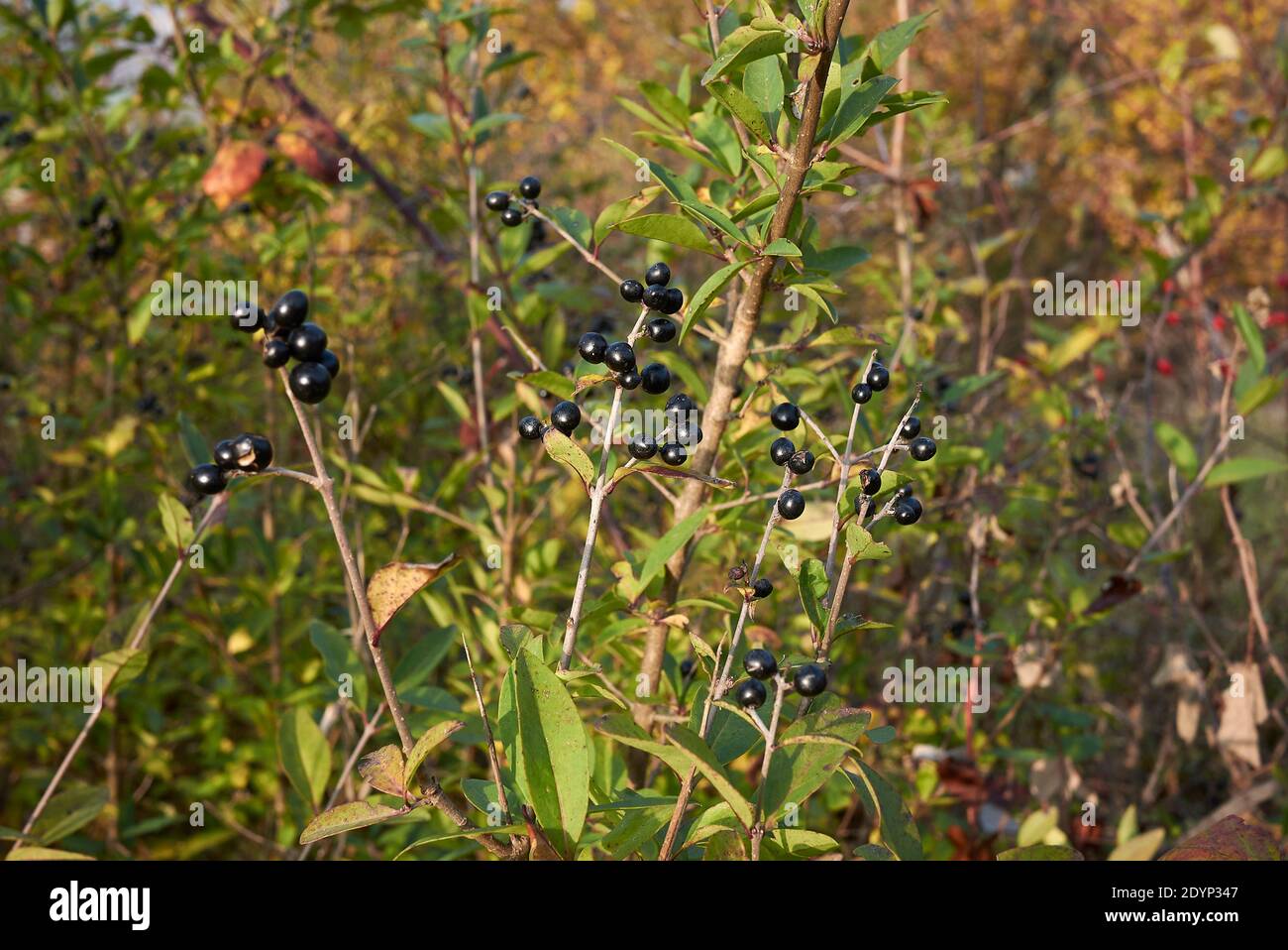 Ligustrum vulgare Zweig mit schwarzer Frucht Stockfoto