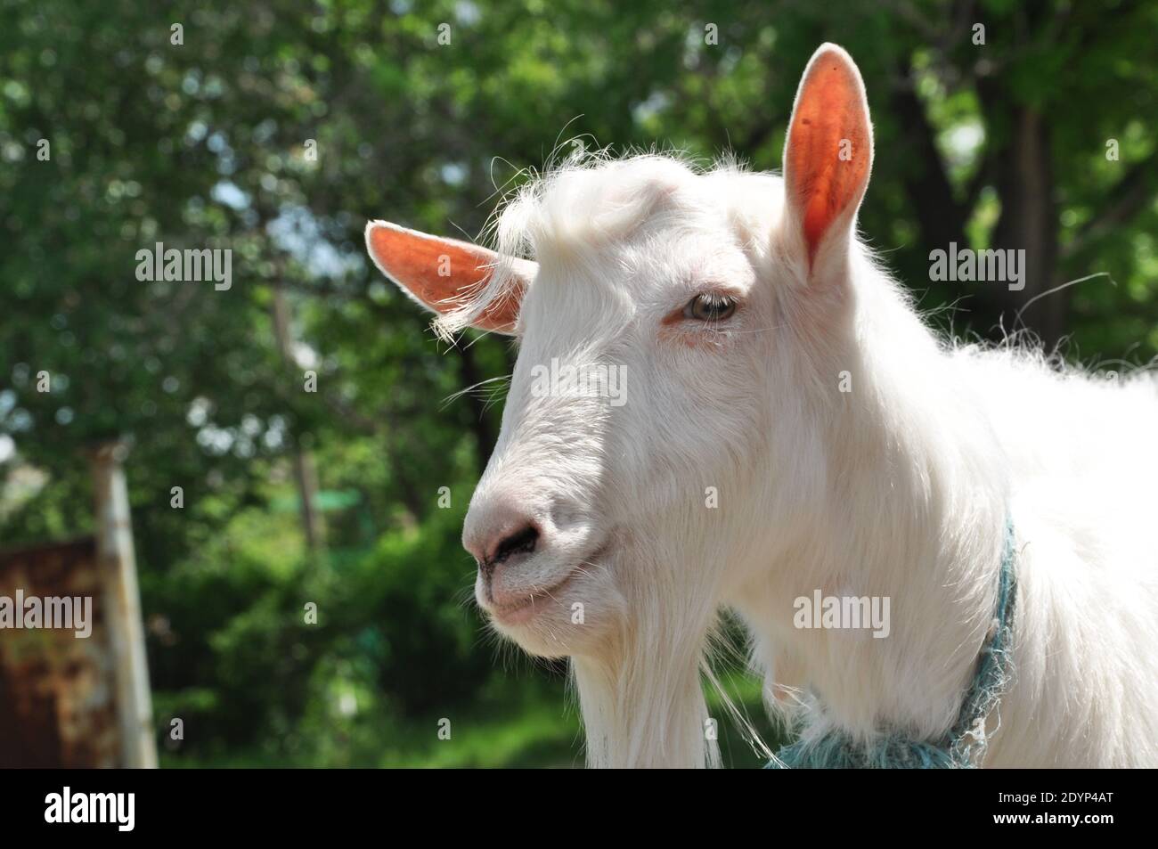 Charismatische Ziege essen Gras, Vieh. Hochwertige Fotos Stockfoto