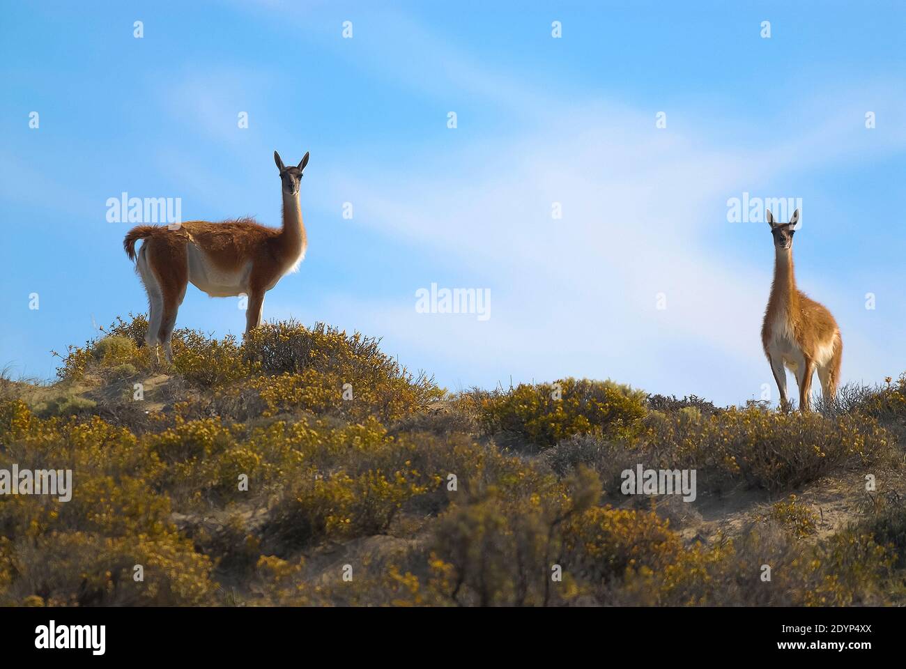 Guanacos, La Pampa, Argentinien Stockfoto