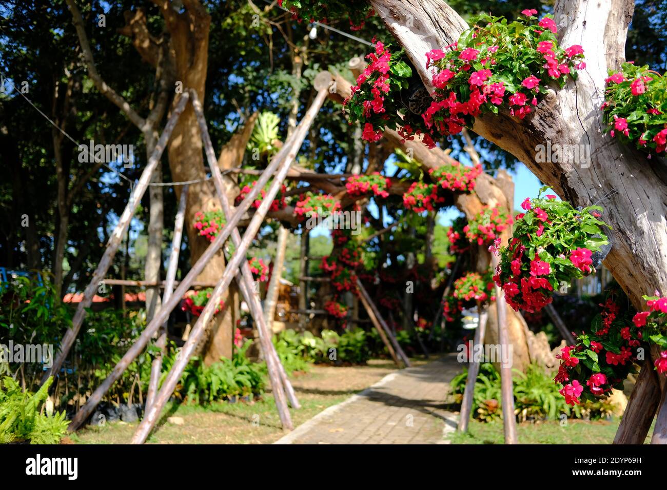 Rote Blume allgemeiner Name ist Westindischer periwinkle, Madagaskar periwinkle, Bringht Auge, indischer periwinkle, Kap periwinkle, Pinkle-Pinkle, Rosa periwink Stockfoto