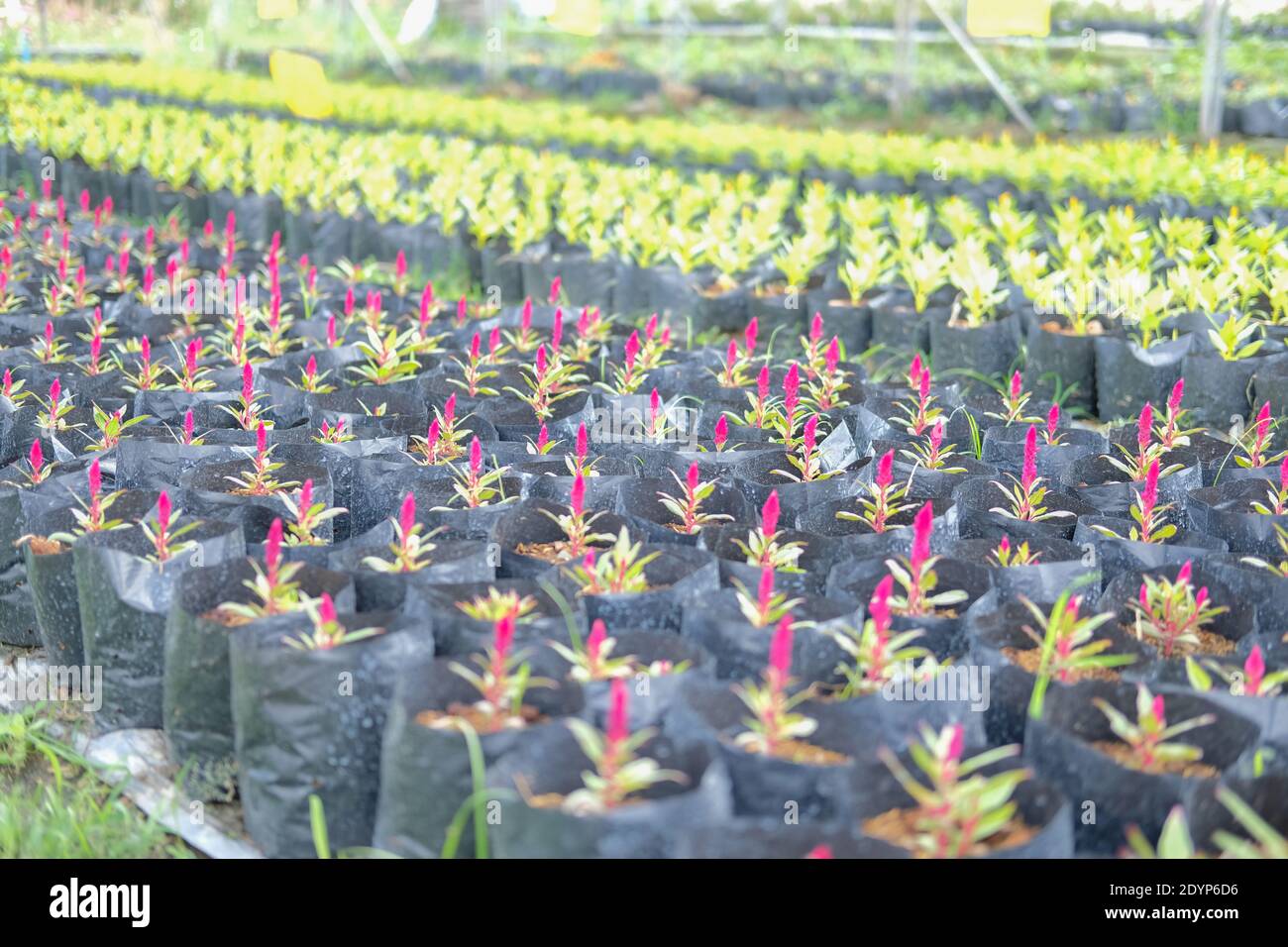Celosia Plumed Hahnenkamm Blume in wachsenden Flora Farm. Blumenkultur Stockfoto