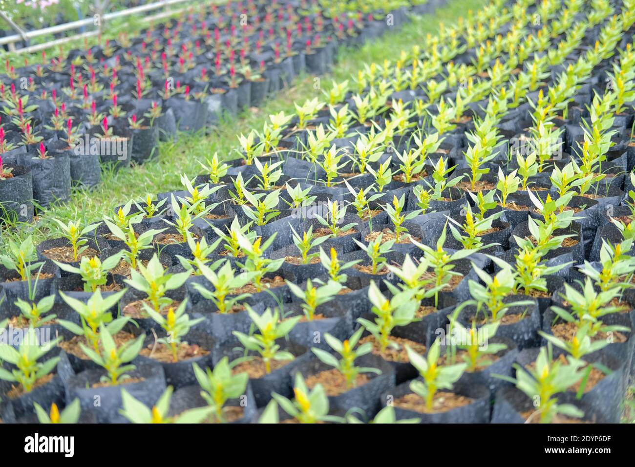 Celosia Plumed Hahnenkamm Blume in wachsenden Flora Farm. Blumenkultur Stockfoto