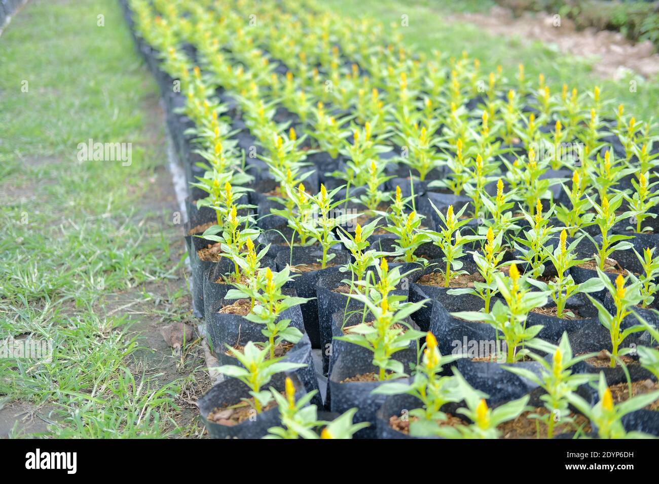 Celosia Plumed Hahnenkamm Blume in wachsenden Flora Farm. Blumenkultur Stockfoto
