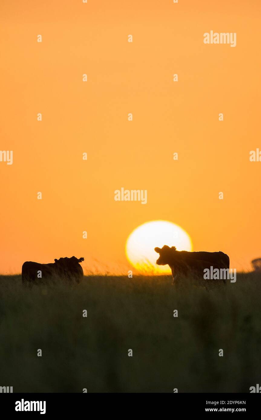Pampas Landschaft, Argentinien Stockfoto