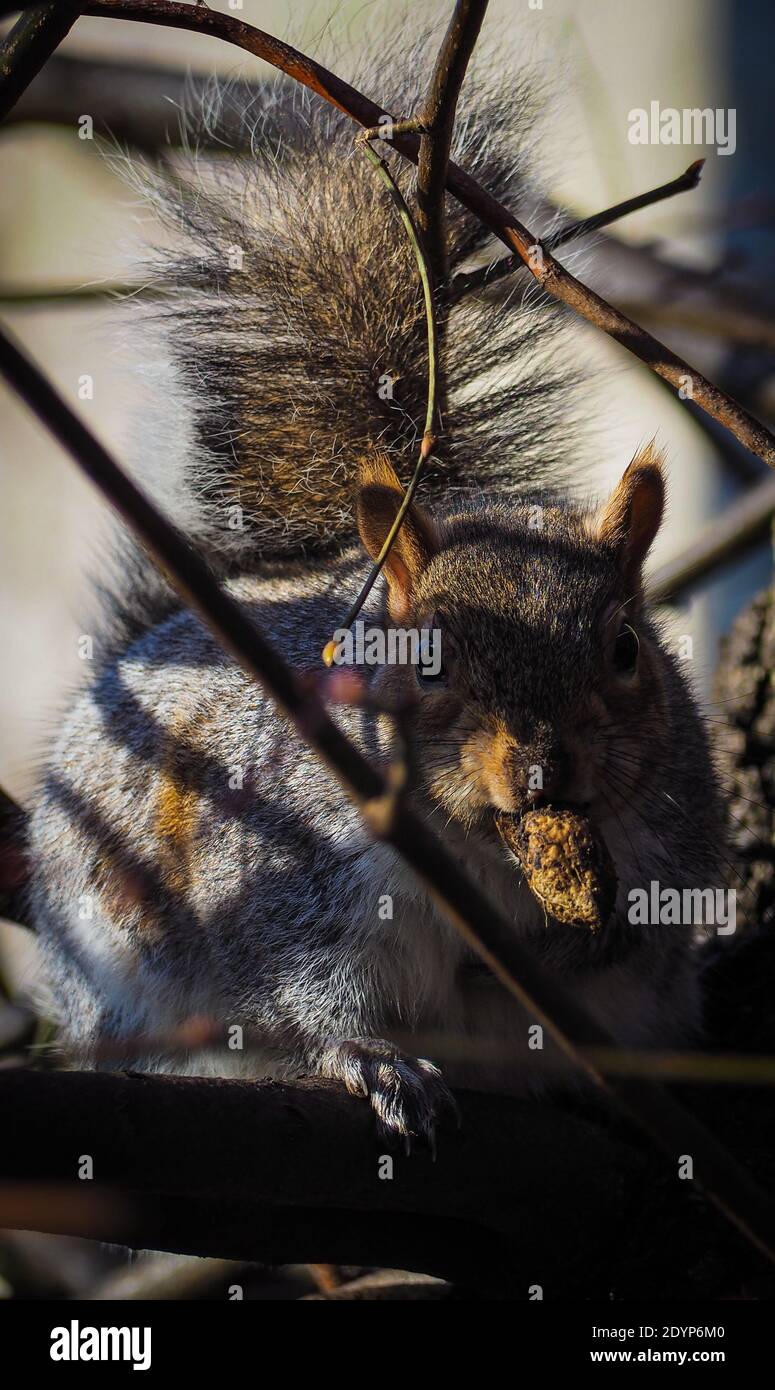 Eichhörnchen essen Muttern Stockfoto