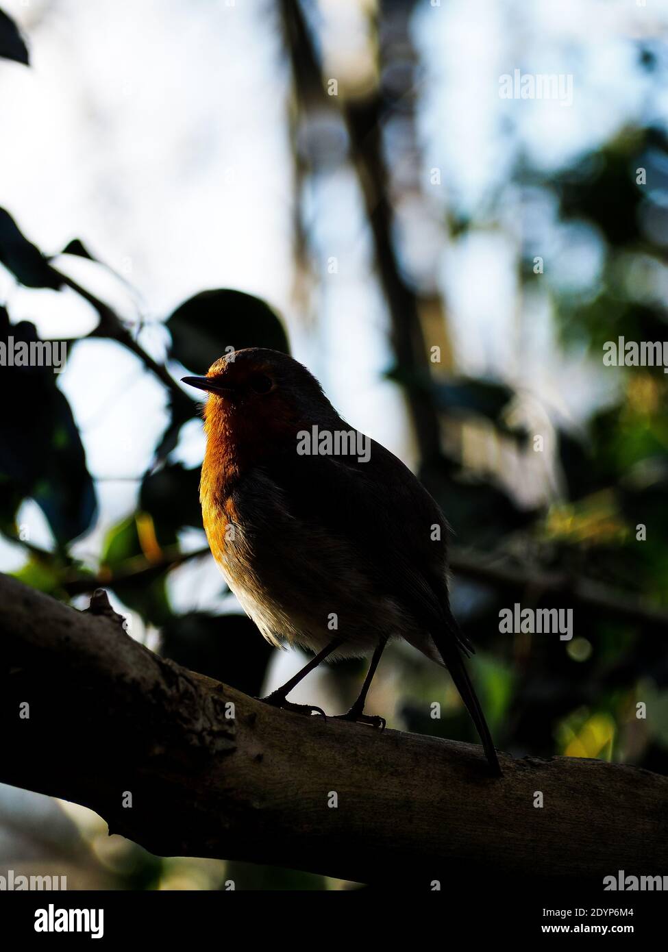 Europäischer Robin am Baum Stockfoto