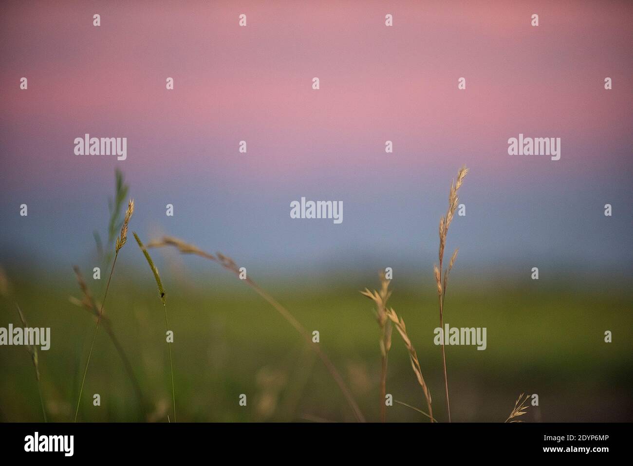 Pampas Landschaft, Argentinien Stockfoto
