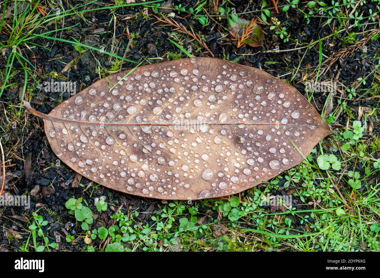 Perlen von Regenwasser auf einem gefallenen Blatt. Stockfoto