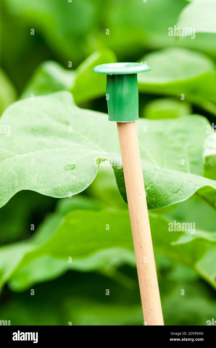 Gummistock Topper oder Kappe auf einem Bambusstäben als Sicherheitsschutz. Stockfoto