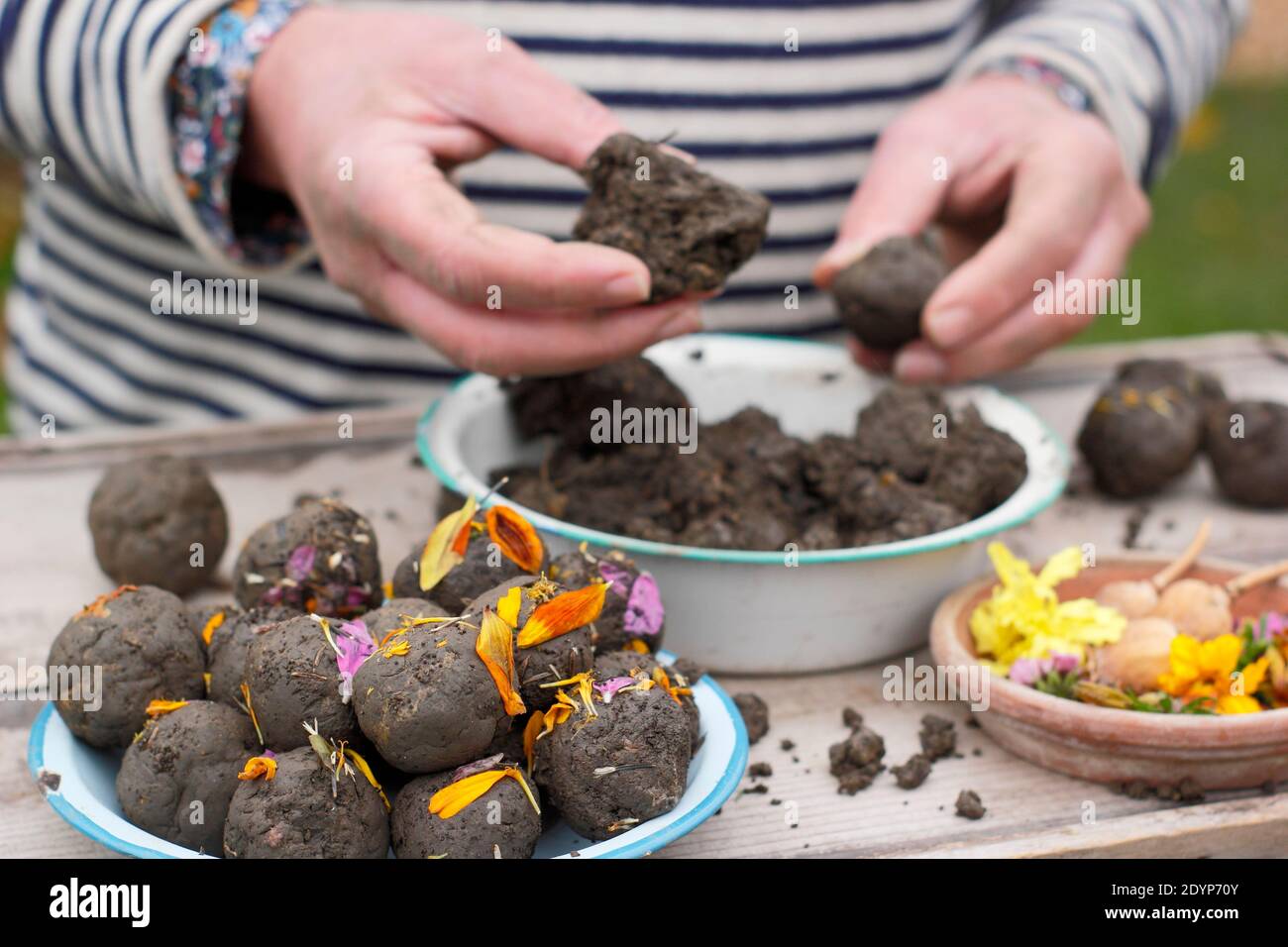 Samenbomben. Herstellung von Blumenbomben oder Samenkugeln mit Lehmboden, eingebettet mit verschiedenen Blumensamen und verziert mit Blütenblättern, die zum Pflanzen bereit sind. UK Stockfoto