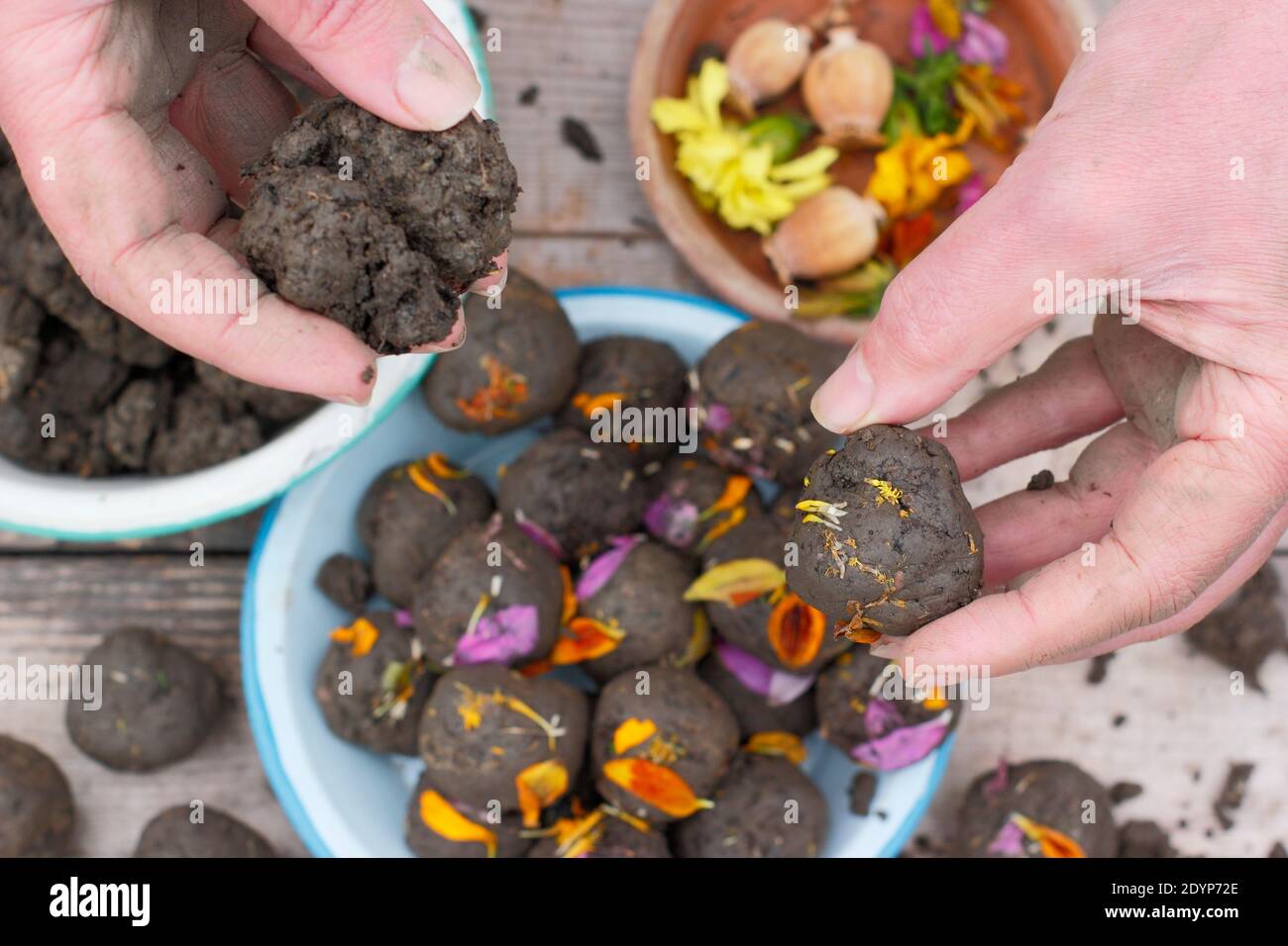 Blumenbomben, oder Samenkugeln, mit Lehmboden mit verschiedenen Blumensamen eingebettet und mit Blütenblättern bereit für die Pflanzung verschönert. VEREINIGTES KÖNIGREICH Stockfoto