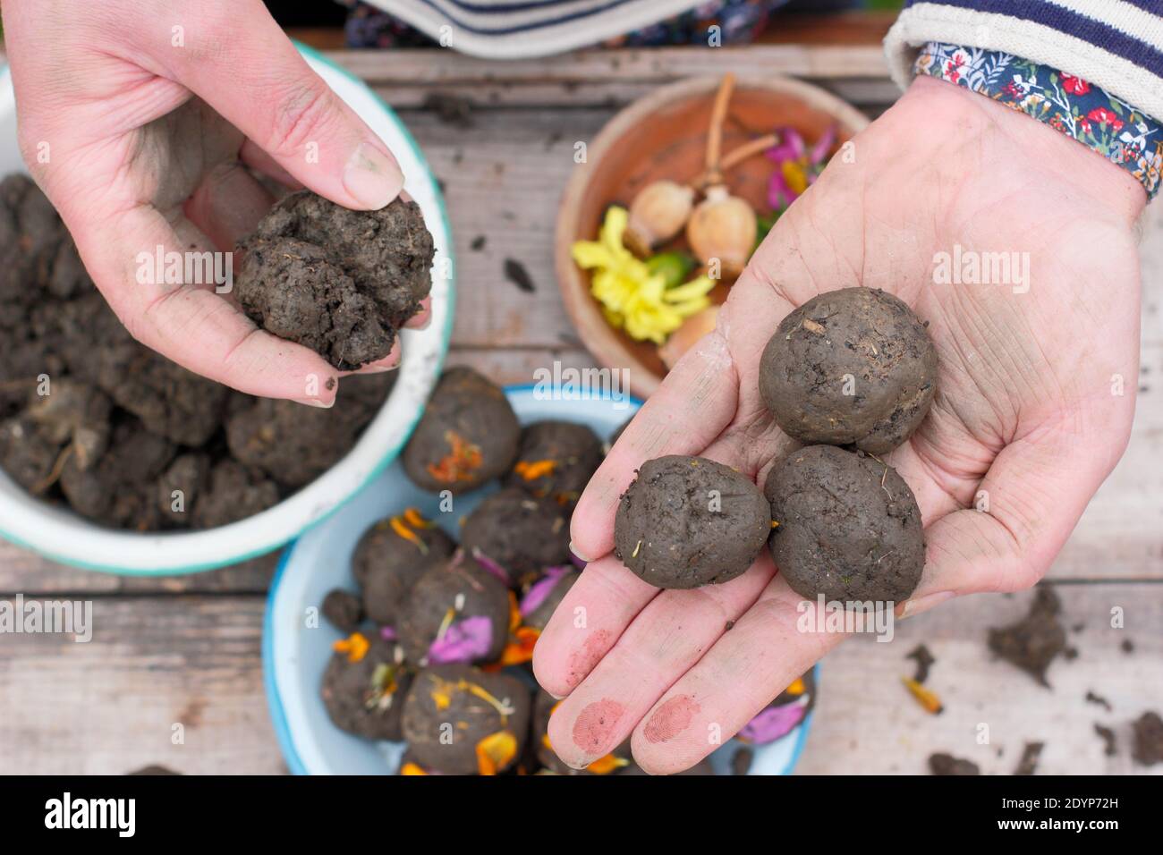 Samenbomben. Herstellung von Blumenbomben oder Samenkugeln mit Lehmboden, eingebettet mit verschiedenen Blumensamen und verziert mit Blütenblättern, die zum Pflanzen bereit sind. UK Stockfoto