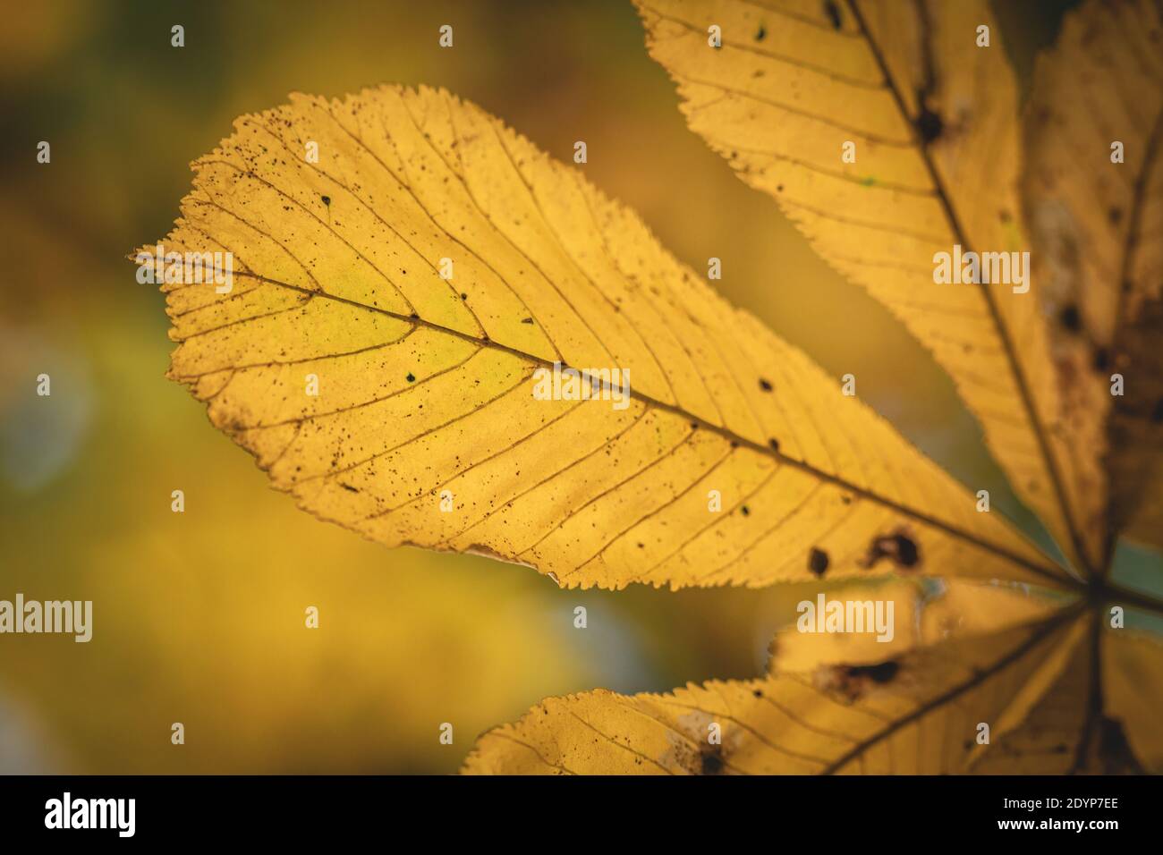 Gelb trocken herbstliche Kastanienblatt Detail vor verschwommenem Hintergrund Stockfoto
