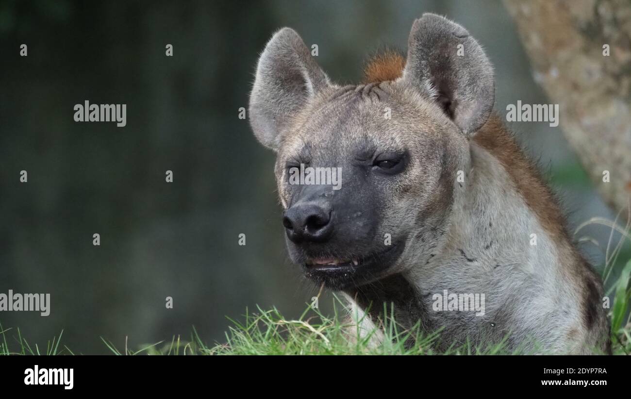 Hyäne, Gefleckte Hyäne, Crocuta crocuta, gefährlicher Hund im Gräserfeld in der Nähe des großen Felsens, Wald mit Bäumen aufgebaut. Tier in der Natur, Provinz Chonburi Stockfoto