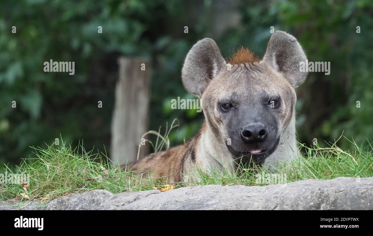 Hyäne, Gefleckte Hyäne, Crocuta crocuta, gefährlicher Hund im Gräserfeld in der Nähe des großen Felsens, Wald mit Bäumen aufgebaut. Tier in der Natur, Provinz Chonburi Stockfoto