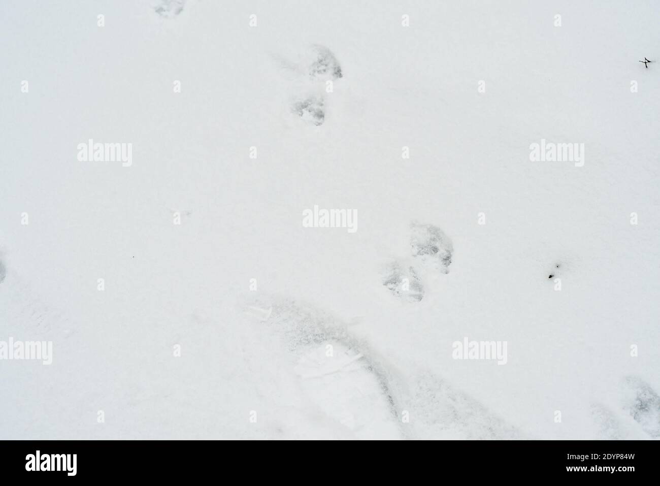 Fußabdrücke von Mensch und Tier im Schnee. Nahaufnahme. Der Winter ist gekommen Konzept. Hochwertige Fotos Stockfoto