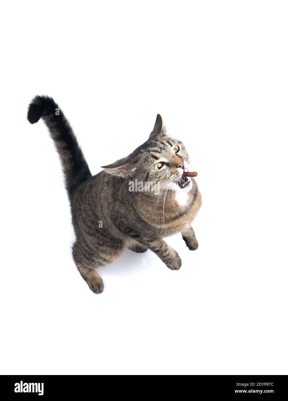Tabby Katze Betteln für Leckereien auf weißem Hintergrund Stockfoto